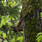 The red squirrel