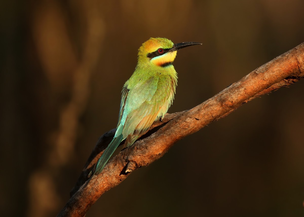 Rainbow Bee-eater