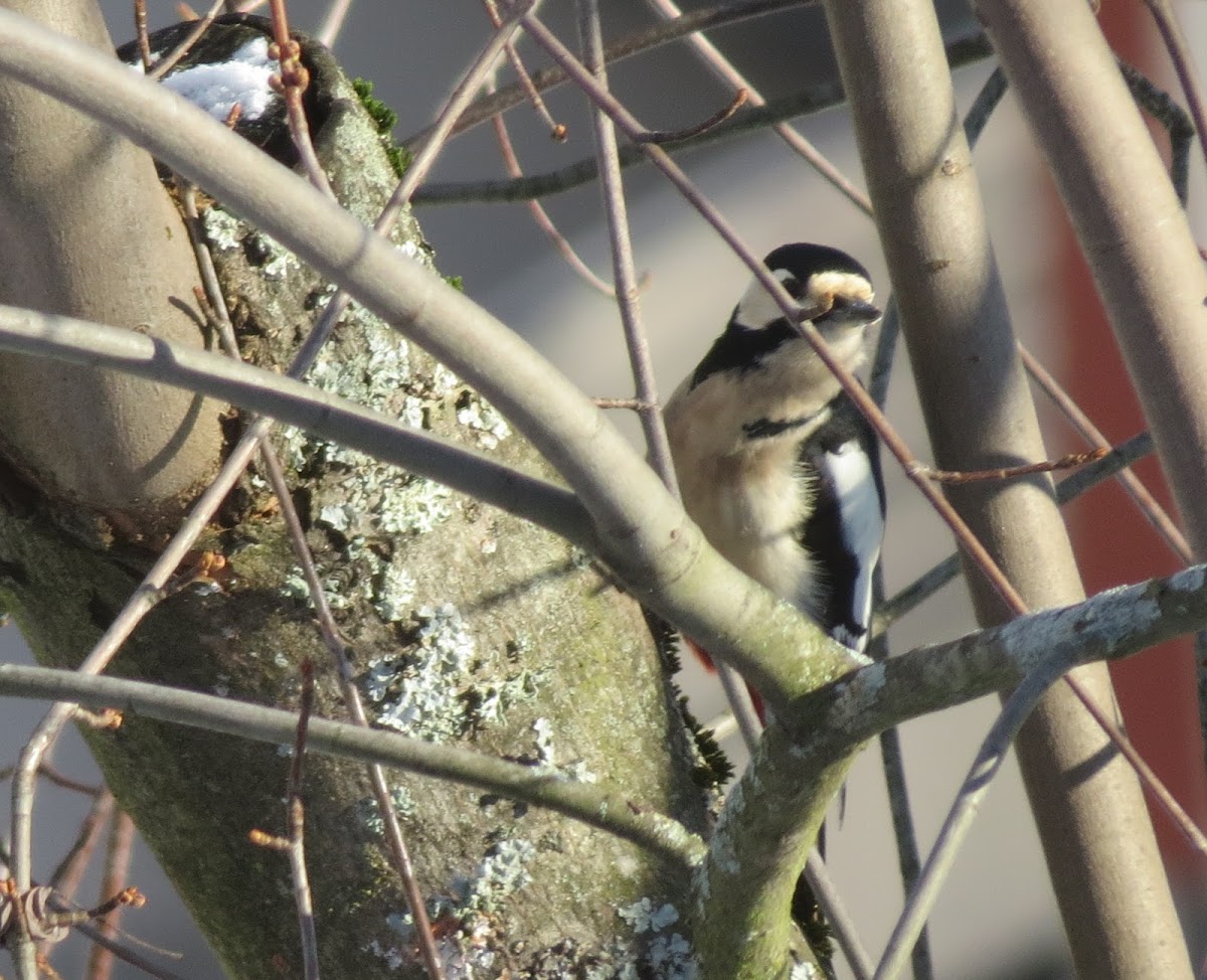 Great spotted woodpecker