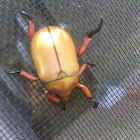 Beetle