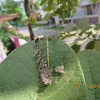 Baron Butterfly Caterpillar