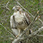 Red-tailed Hawk