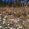 Lyre-Leaved Rock Cress