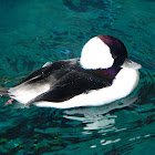 bufflehead