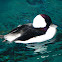 bufflehead