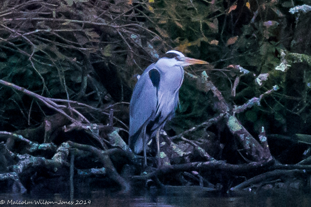 Grey Heron