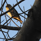 American Goldfinch