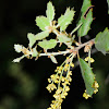 Evergreen oak flower; Flor de Encina