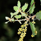 Evergreen oak flower; Flor de Encina