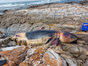 A rope was tangled around the pectoral fins of the orca which was washed up at the Willows.