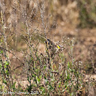 Goldfinch