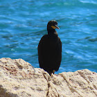 Old World cormorants