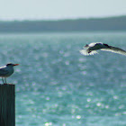 Royal Tern and Sandwich Tern