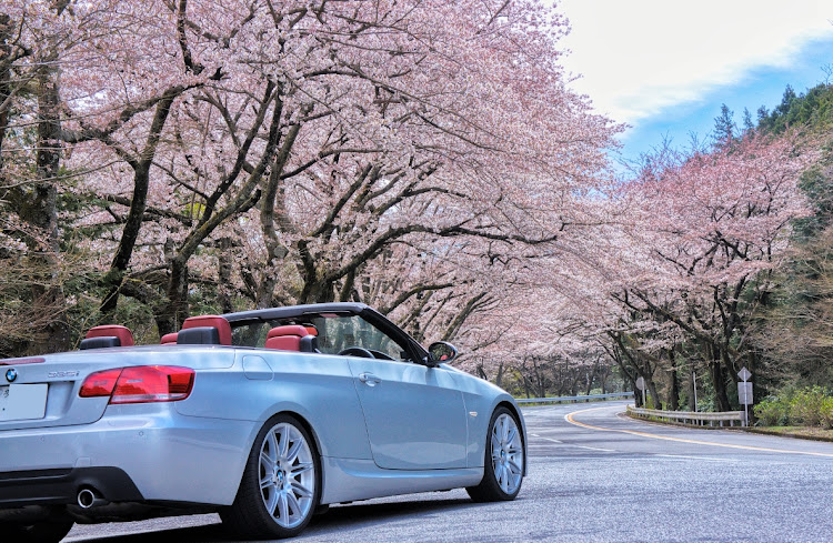 335i Cabrioletのターンパイク・富士山と愛車・桜と愛車・いつも同じ写真・春爛漫に関するカスタム事例の投稿画像3枚目