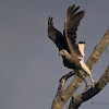 GREY HEADED FISH EAGLE