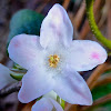 Trailing Arbutus