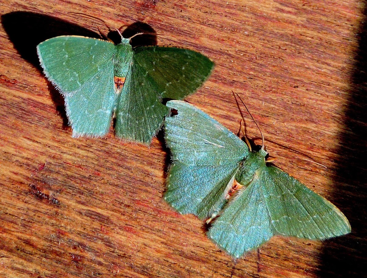 Geometridae