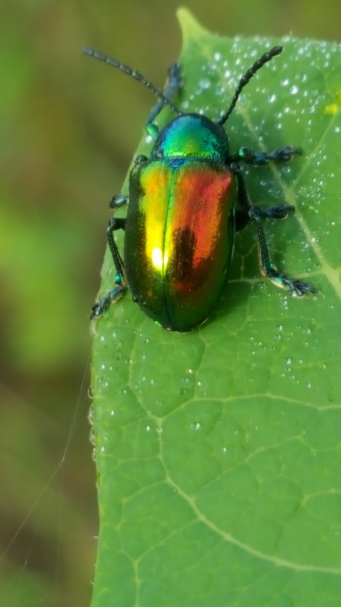 Dogbane Beetle