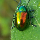 Dogbane Beetle