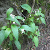 White Bog Violet