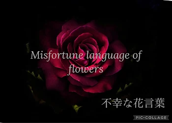 misfortune language of flowers  〜不幸な花言葉〜