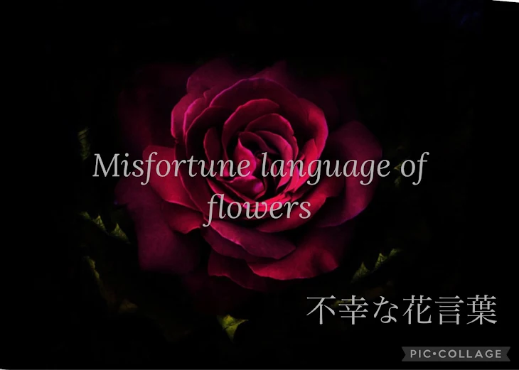 「misfortune language of flowers  〜不幸な花言葉〜」のメインビジュアル