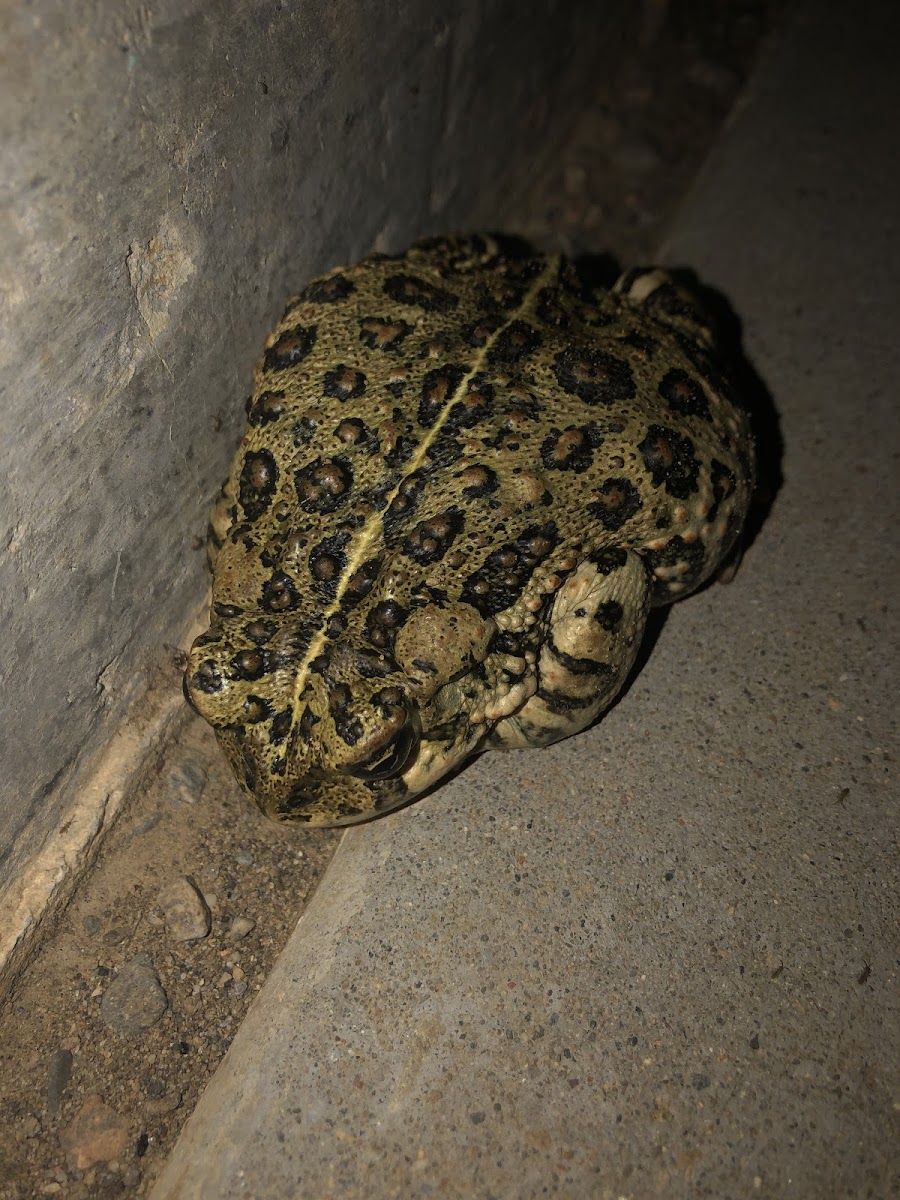 California Toad