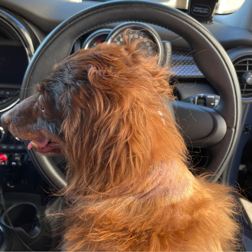ミニクーパーs のmini Mini Cooper S 犬tune Mini乗りさんと繋がりたい 車好き女子に関するカスタム メンテナンスの投稿画像 車 のカスタム情報はcartune