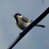 Great Tit