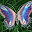 Butterfly - New Tab in HD