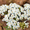 Common Yarrow