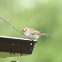 Chipping Sparrow