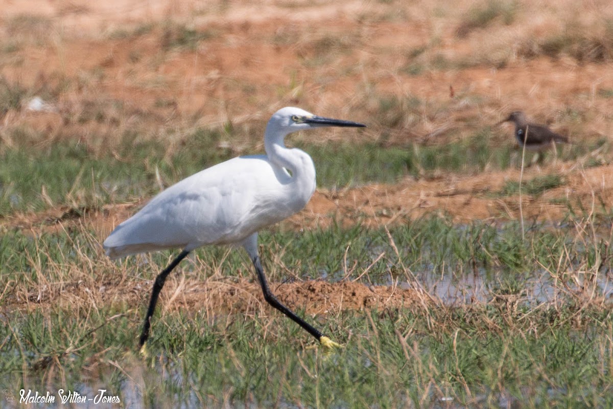 Little Egret