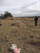 Sheep slaughtered in the Steynsrus area by stock thieves.