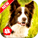 Download Border Collies Wallpaper: Dog Wallpapers For PC Windows and Mac 1.0