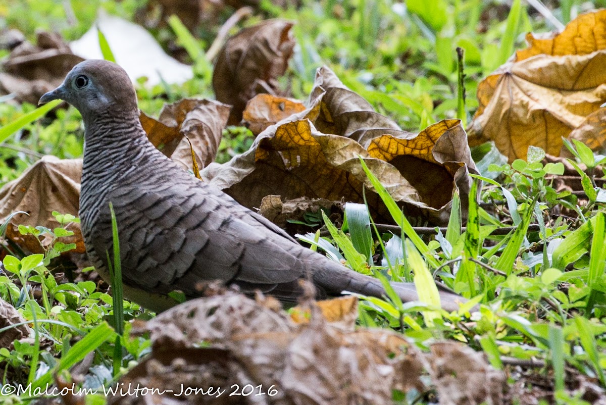 Zebra Dove