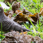 Zebra Dove