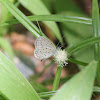 Tiny Grass Blue