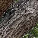 White-throated swift