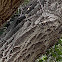 White-throated swift