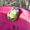 Green Treefrog