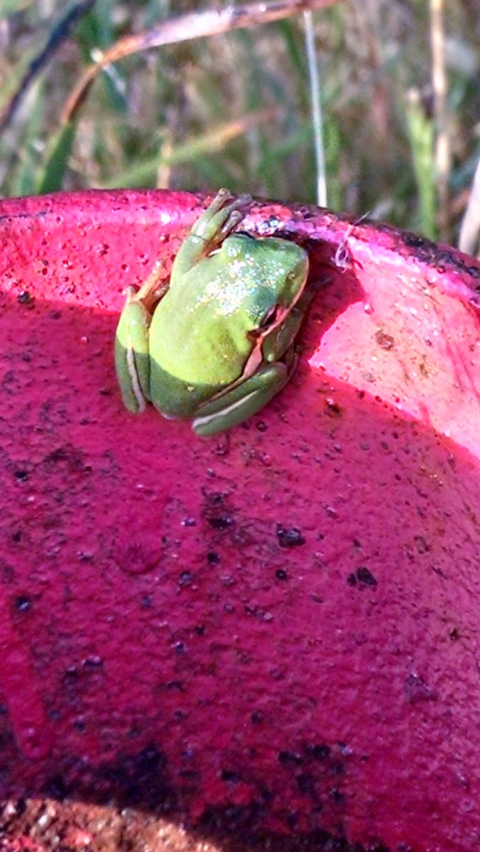 Green Treefrog