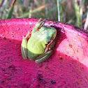 Green Treefrog