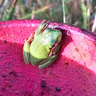 Green Treefrog