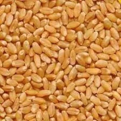 Star Popular Sihore Sharbati Wheat 25 Kg