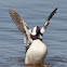 Bufflehead