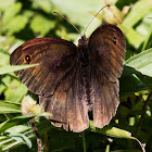 Meadow Brown