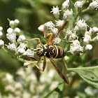 Eastern Hornet Fly