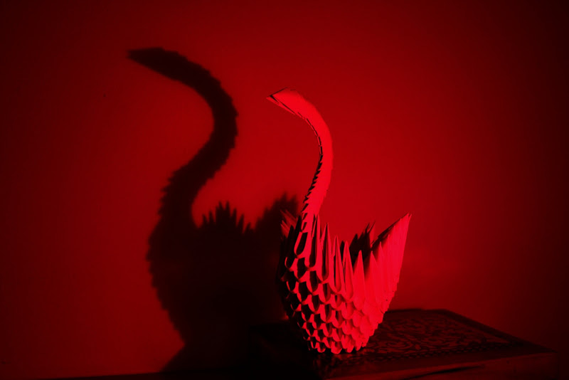 cigno in rosso di giride