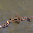 Tadpoles!